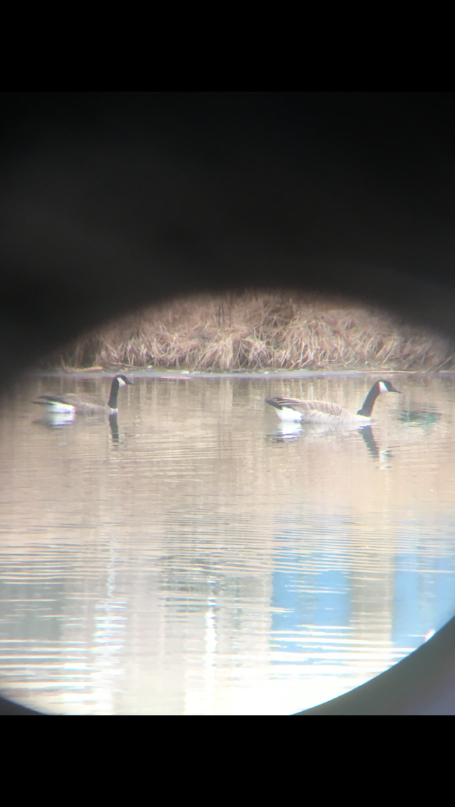 Cackling Goose (Richardson's) - ML144414871