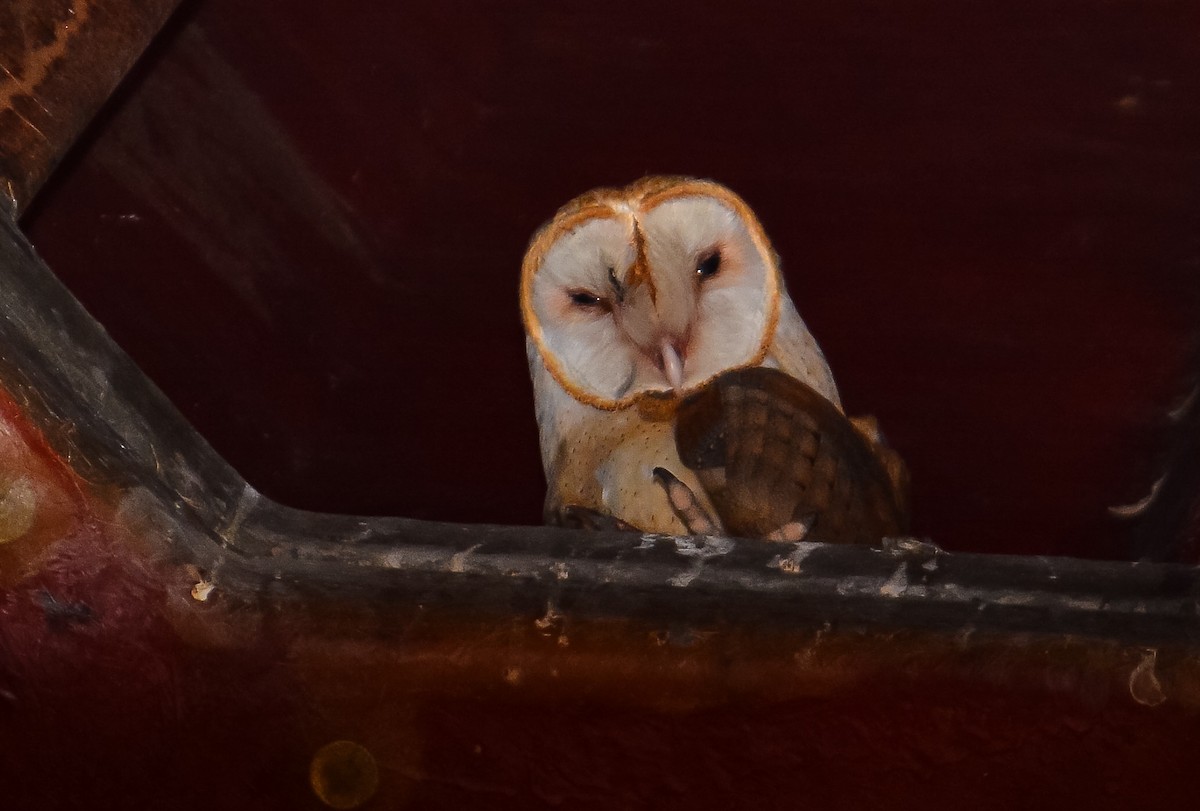 Barn Owl - Scott Snyder