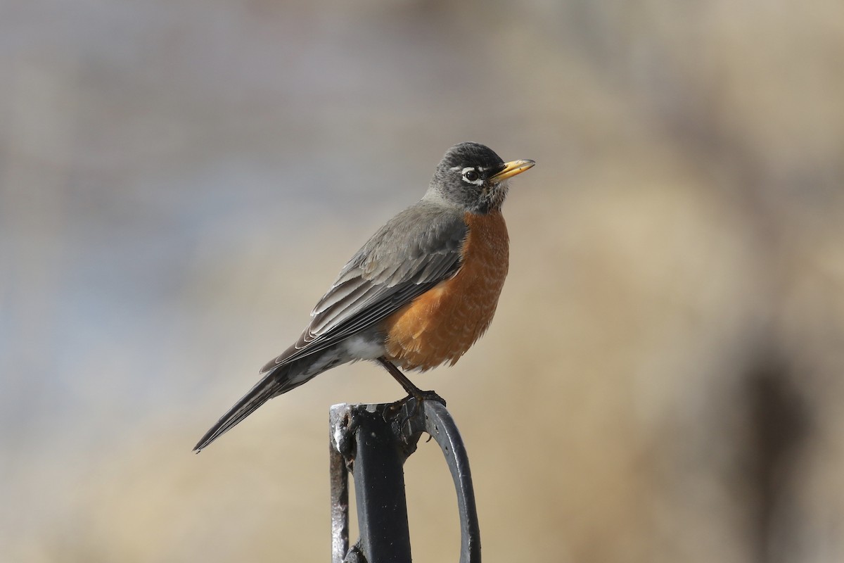 American Robin - ML144416071