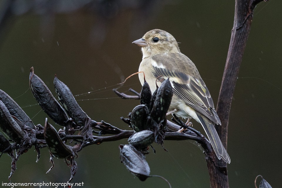 Common Chaffinch - ML144416191