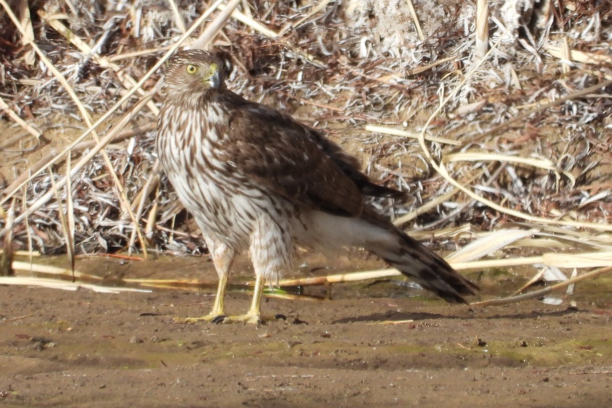 Cooper's Hawk - ML144417121