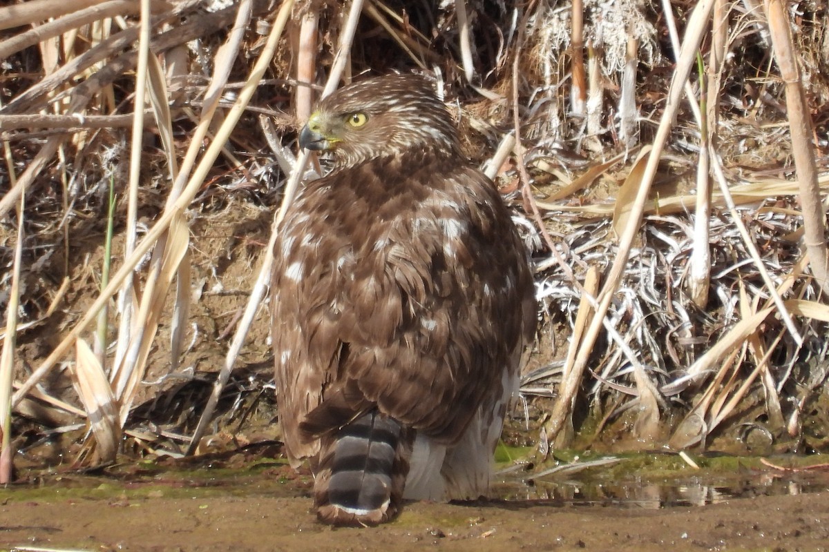 Cooper's Hawk - ML144417161