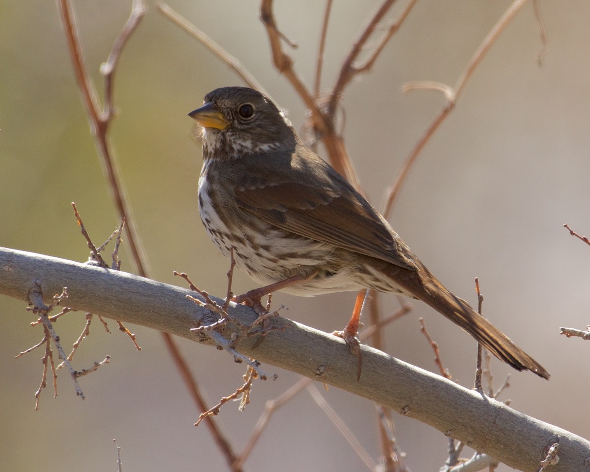 Fox Sparrow - ML144417461