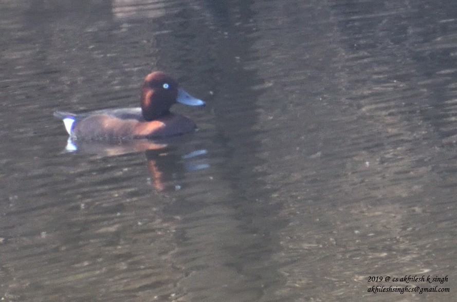 Ferruginous Duck - ML144418101