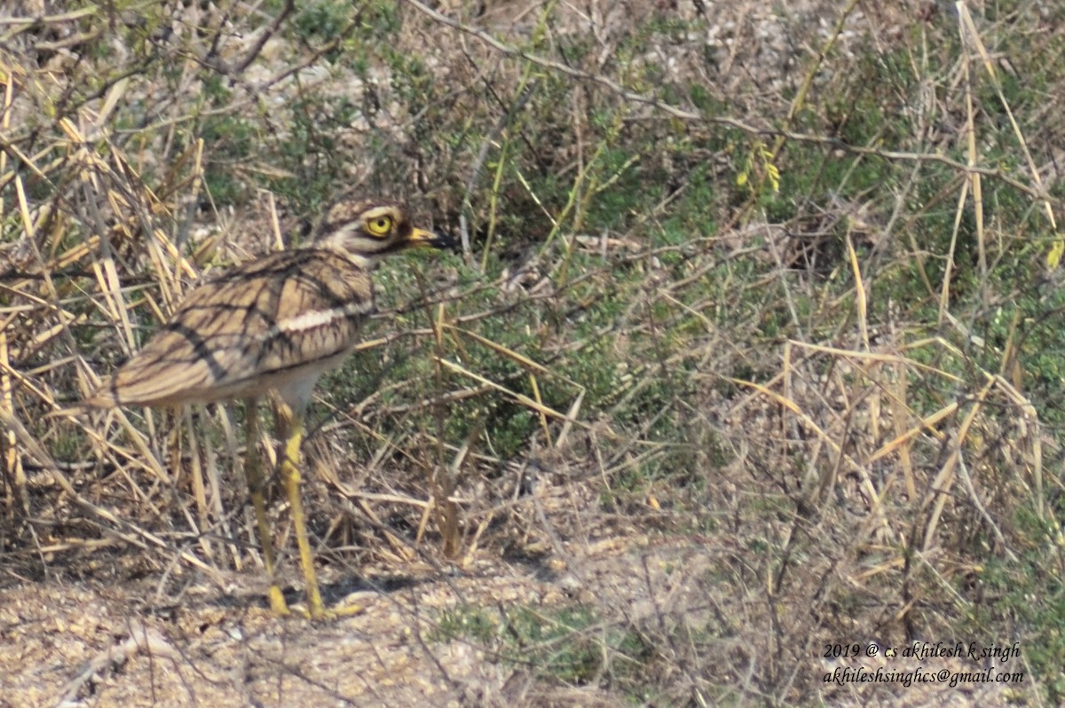 Indian Thick-knee - Akhilesh Singh