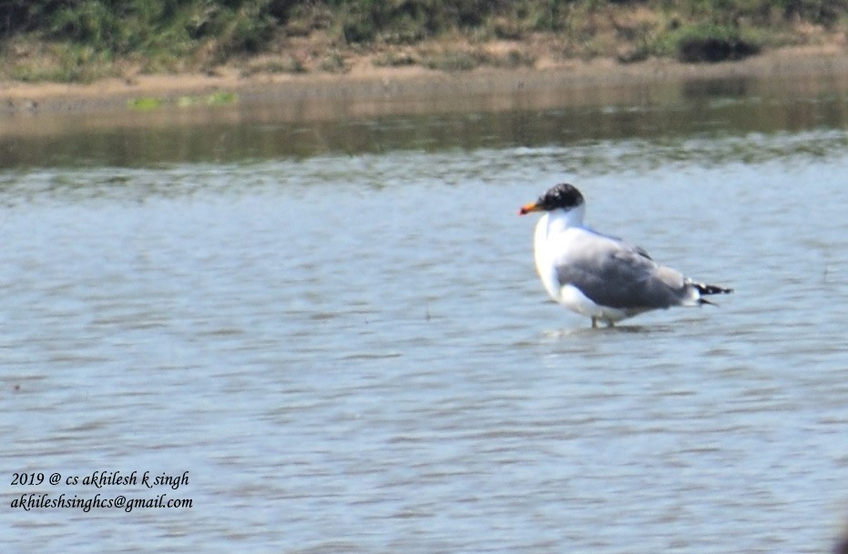 Pallas's Gull - ML144418601