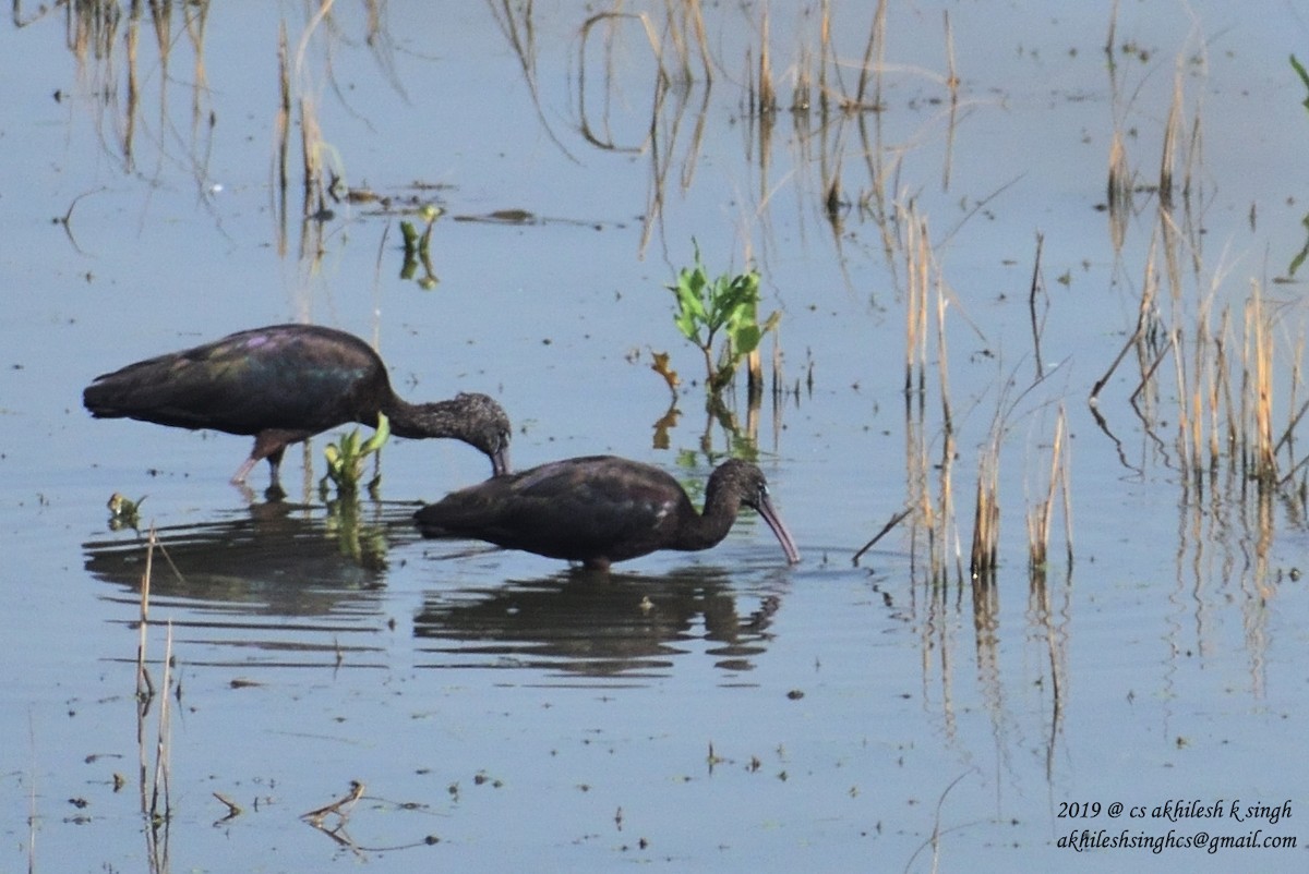 Glossy Ibis - Akhilesh Singh