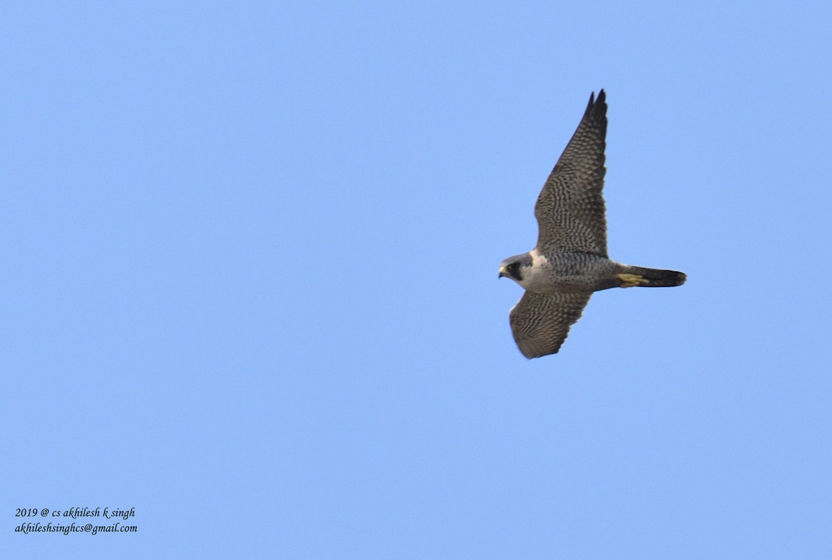 Peregrine Falcon - ML144419241