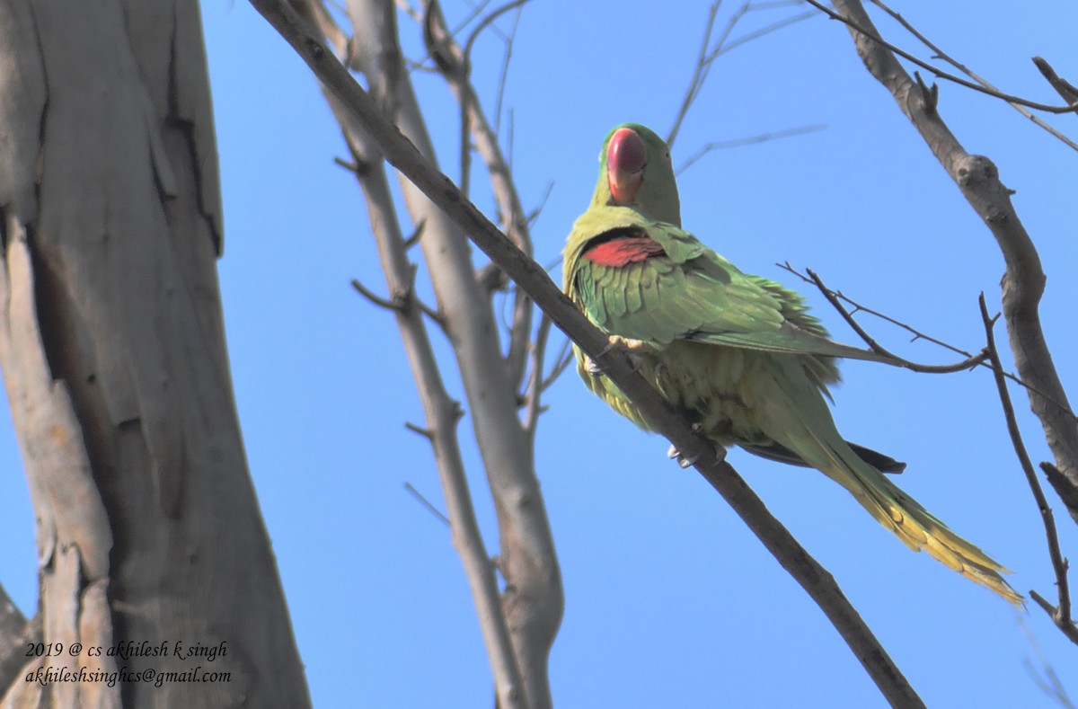 Alexandrine Parakeet - ML144419251