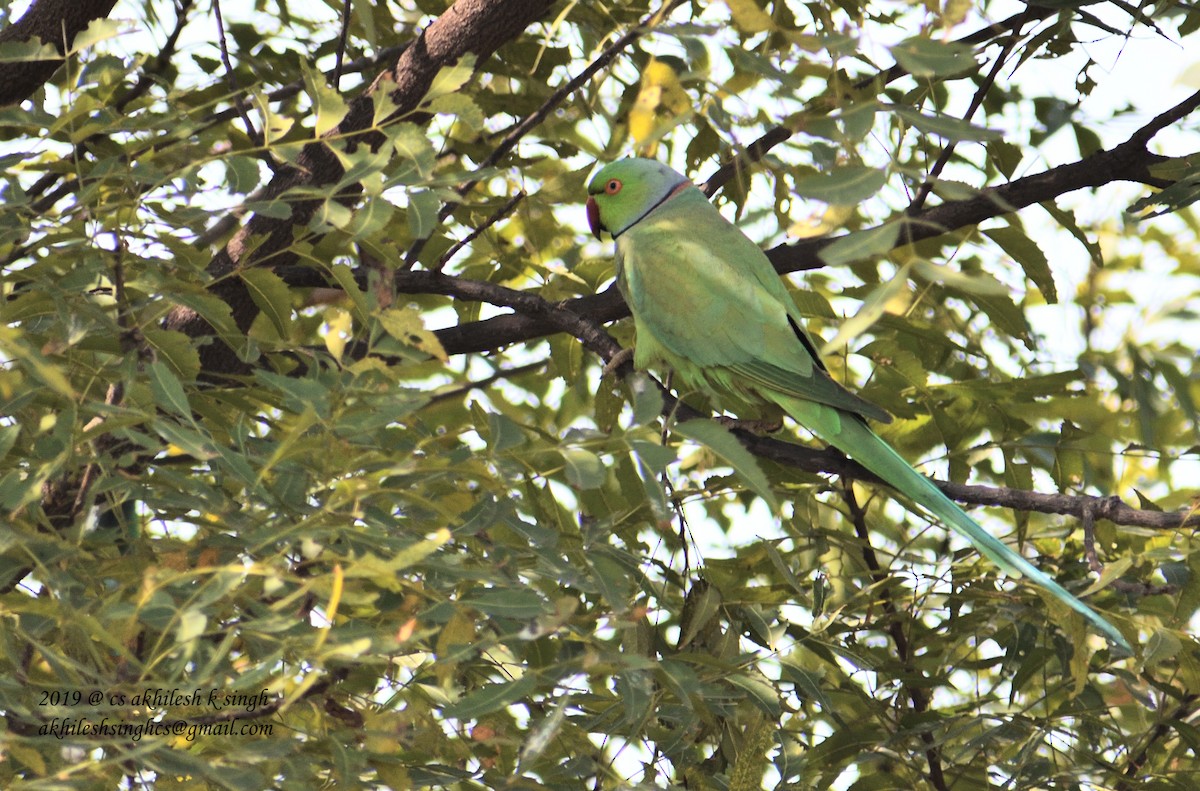 Rose-ringed Parakeet - ML144419281