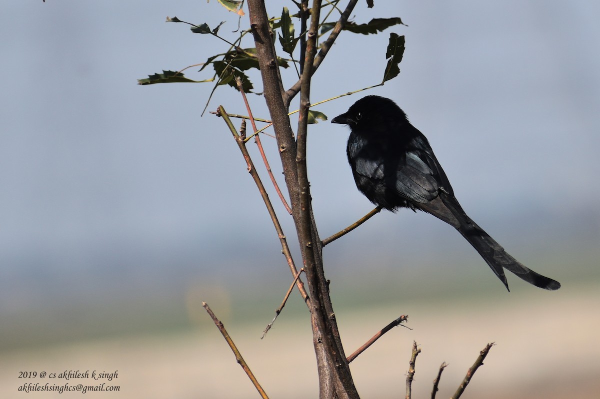 drongo černý - ML144419371