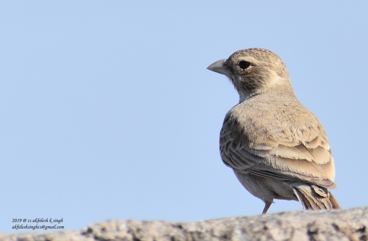 Terrera Coronigrís - ML144419381