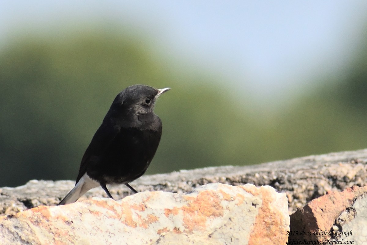 Variable Wheatear - Akhilesh Singh