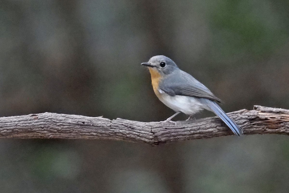 Indochinese Blue Flycatcher - ML144421171