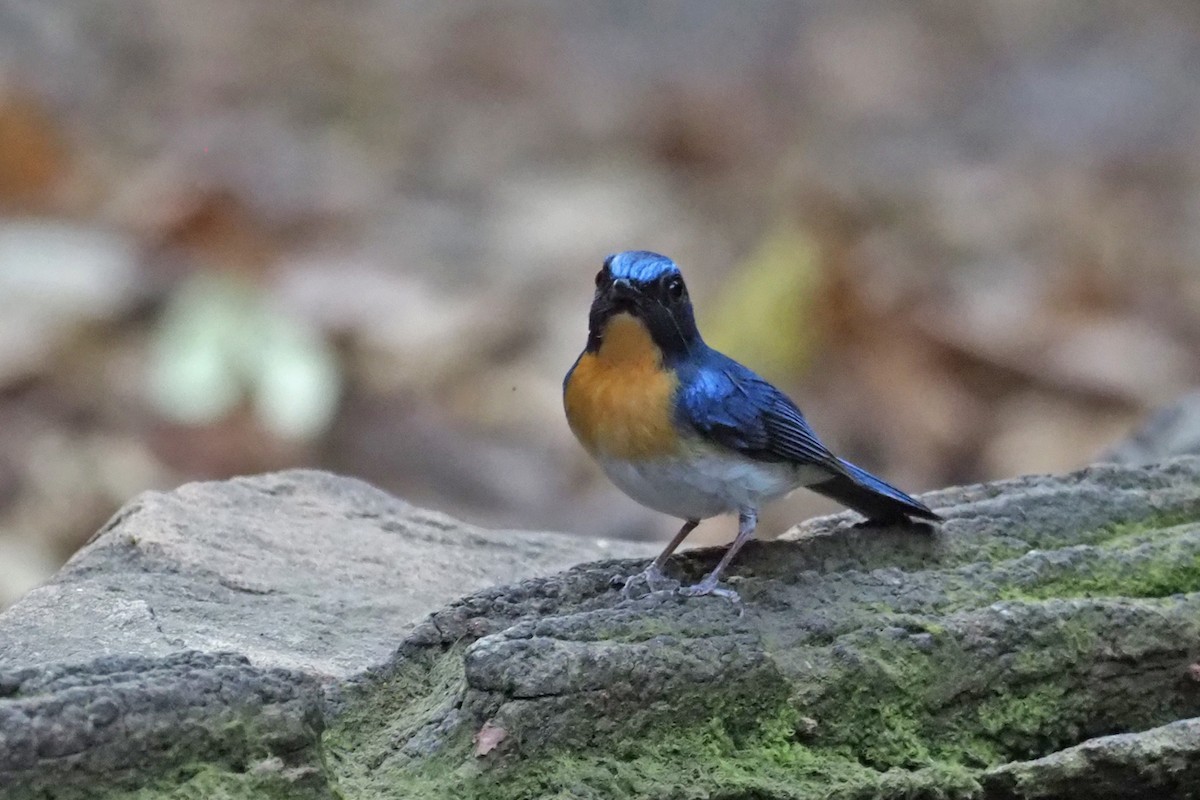 Indochinese Blue Flycatcher - ML144421181