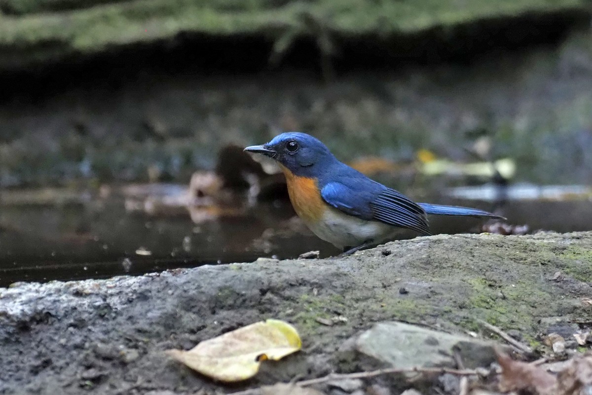 Indochinese Blue Flycatcher - ML144421191