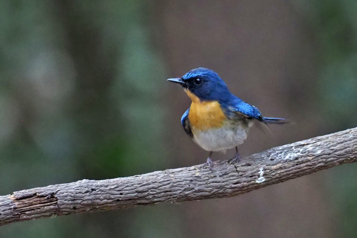 Indochinese Blue Flycatcher - ML144421201