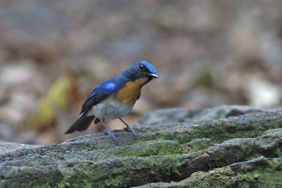 Indochinese Blue Flycatcher - ML144421211