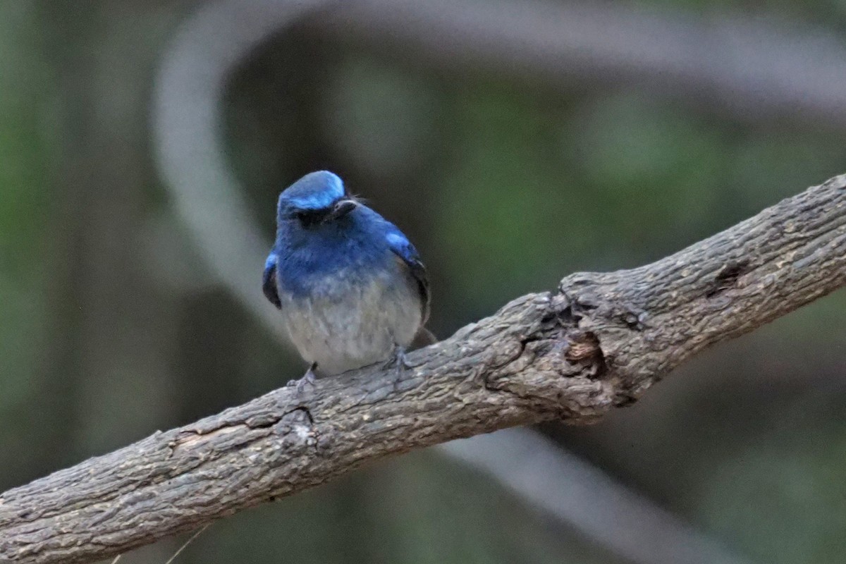 Hainan Blue Flycatcher - ML144421281