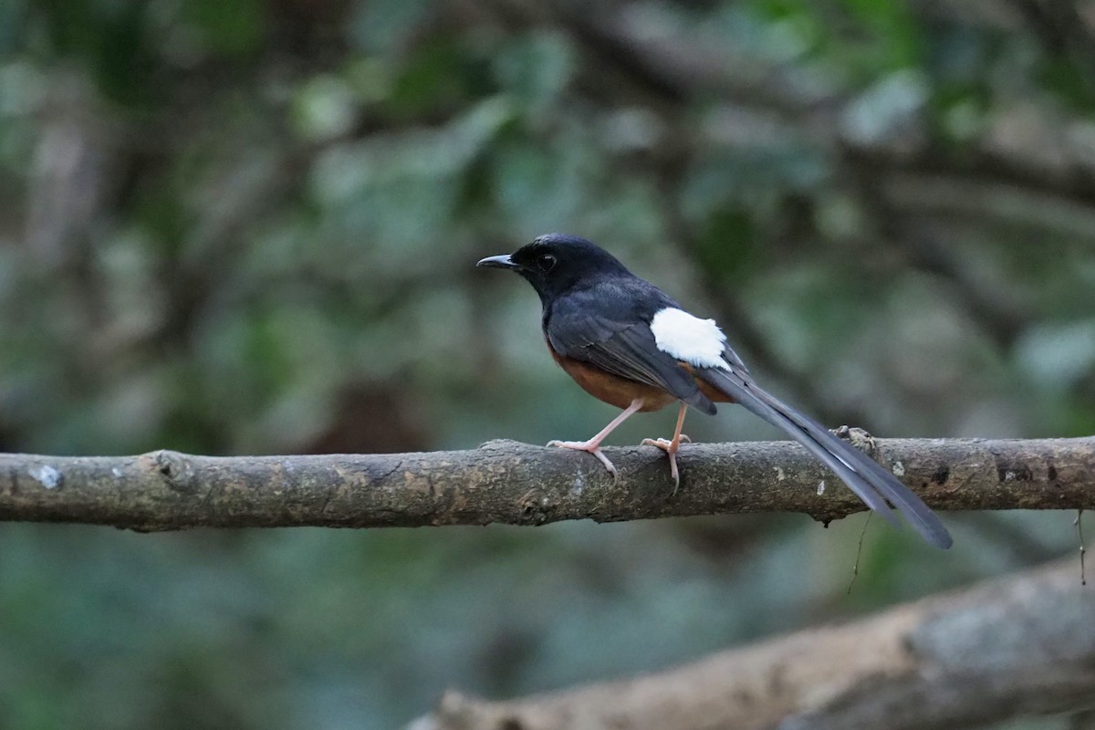 White-rumped Shama (White-rumped) - ML144421321