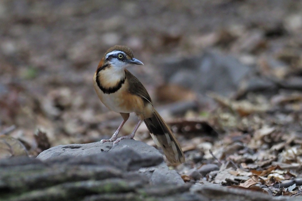 Lesser Necklaced Laughingthrush - ML144421411