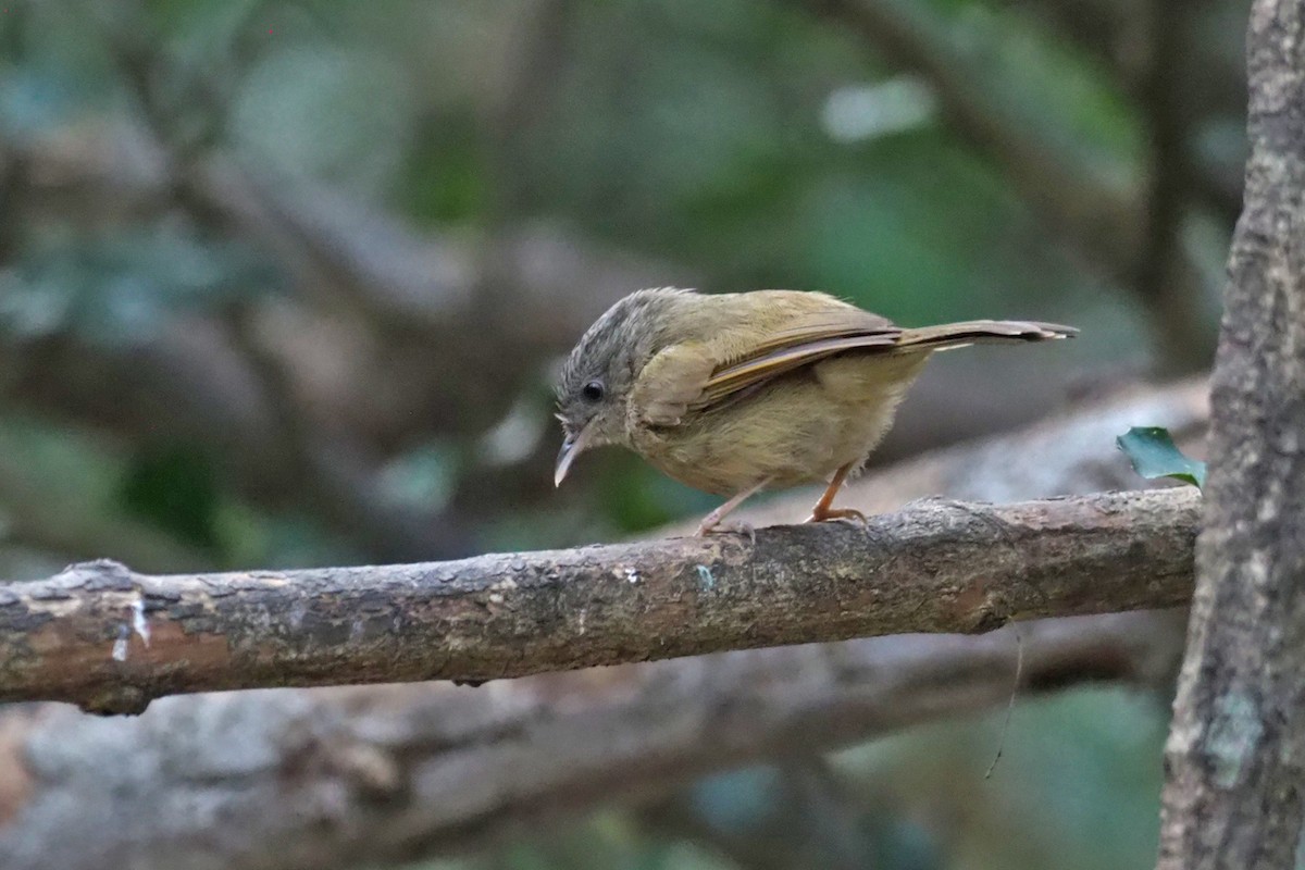 Brown-cheeked Fulvetta - ML144421461