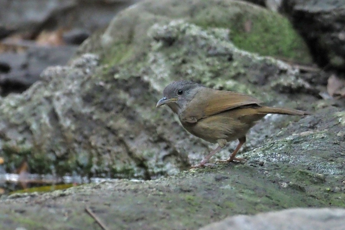 Brown-cheeked Fulvetta - ML144421471