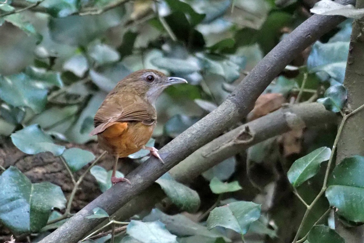 Abbott's Babbler - ML144421491