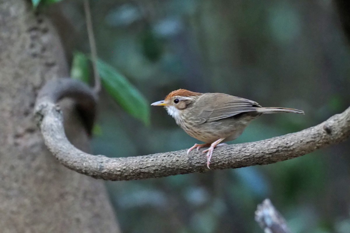 Puff-throated Babbler - ML144421521