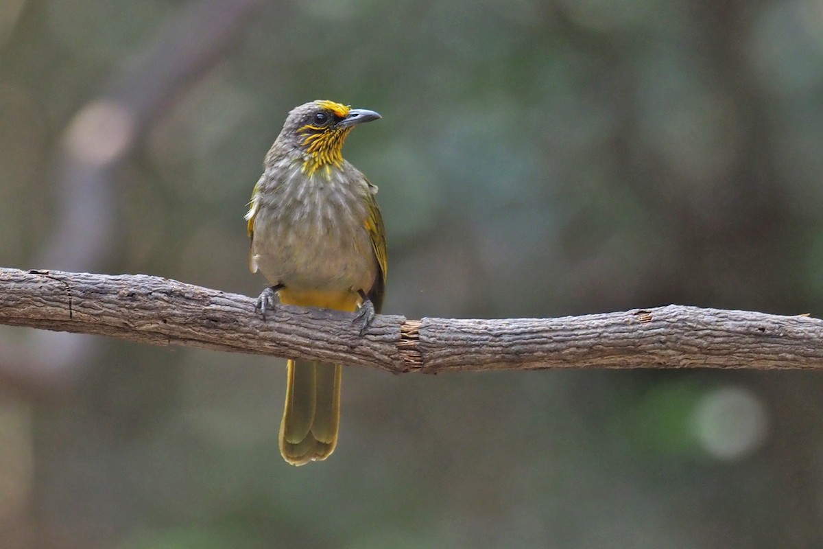 Stripe-throated Bulbul - ML144421601