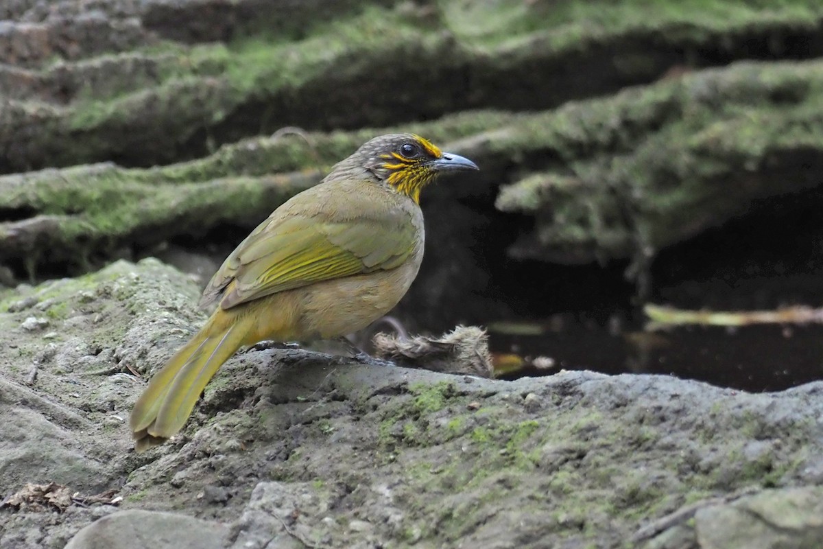 Stripe-throated Bulbul - Charley Hesse TROPICAL BIRDING