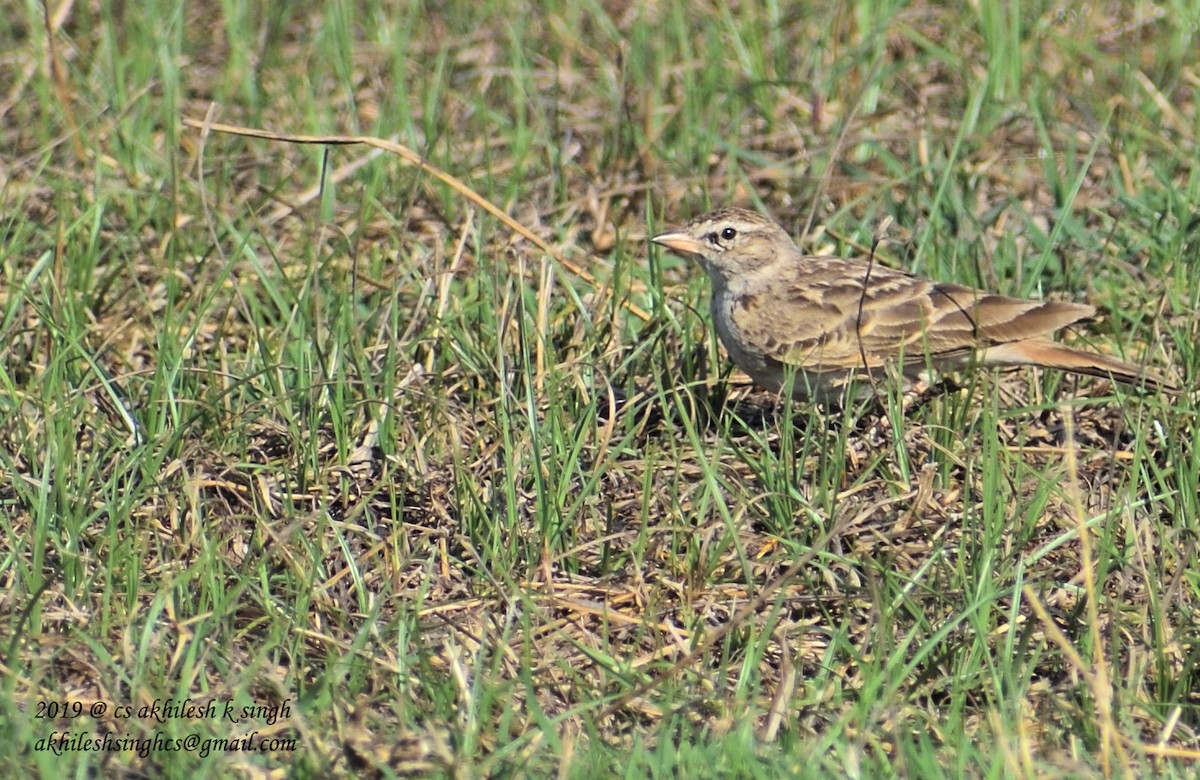 Mongolian Short-toed Lark - ML144421691