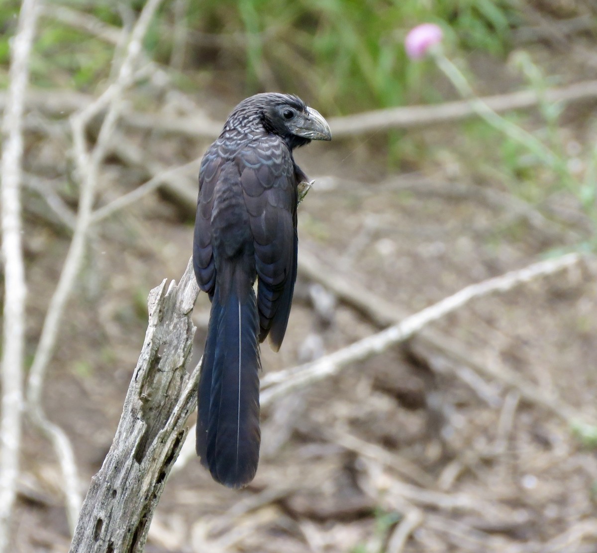 Groove-billed Ani - Linda Parlee-Chowns