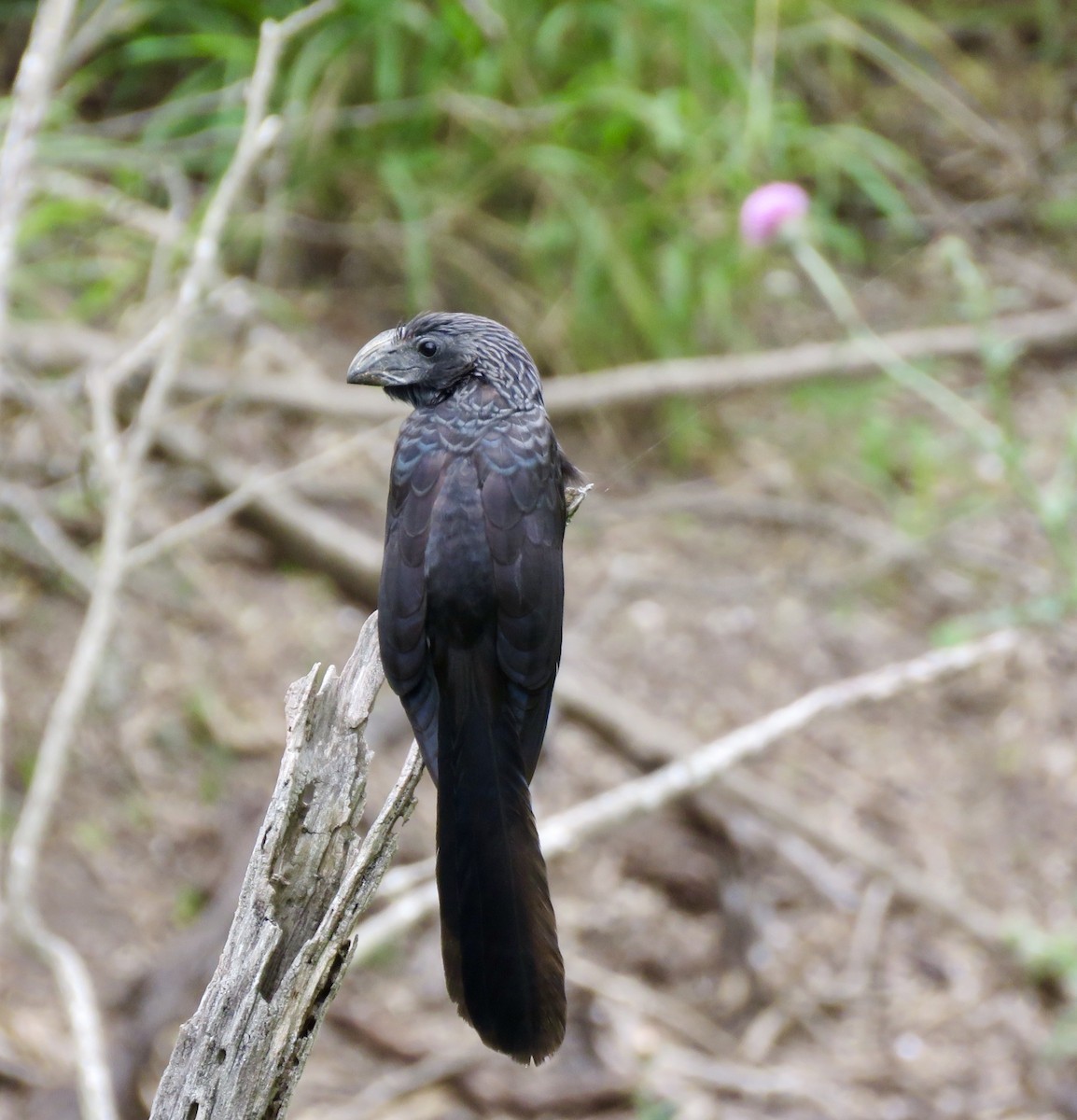 Groove-billed Ani - Linda Parlee-Chowns