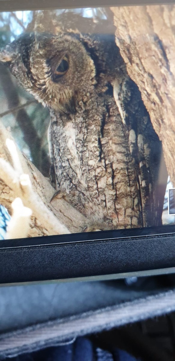 Eurasian Scops-Owl - ML144422931