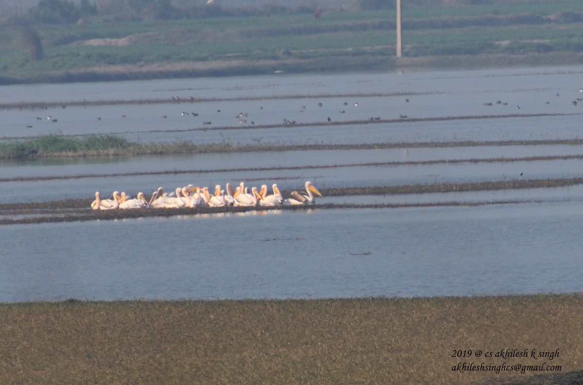 Great White Pelican - ML144423061