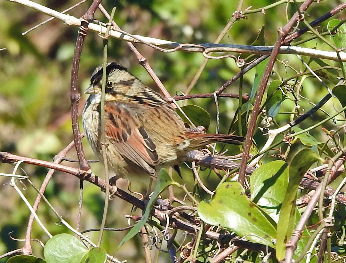 Swamp Sparrow - ML144423391