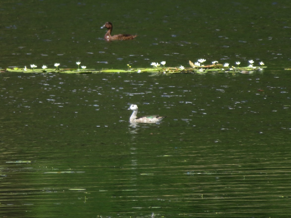 Cotton Pygmy-Goose - ML144423811