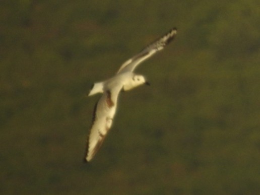 Bonaparte's Gull - ML144425381