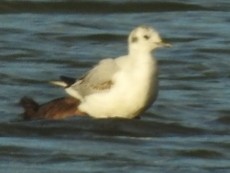 Bonaparte's Gull - ML144425421