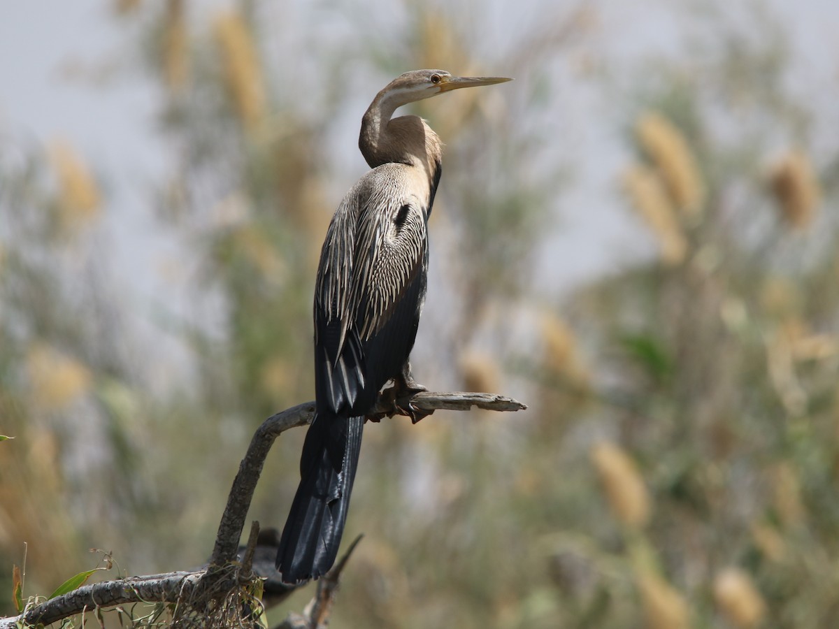 African Darter - José Luis Sobrino González