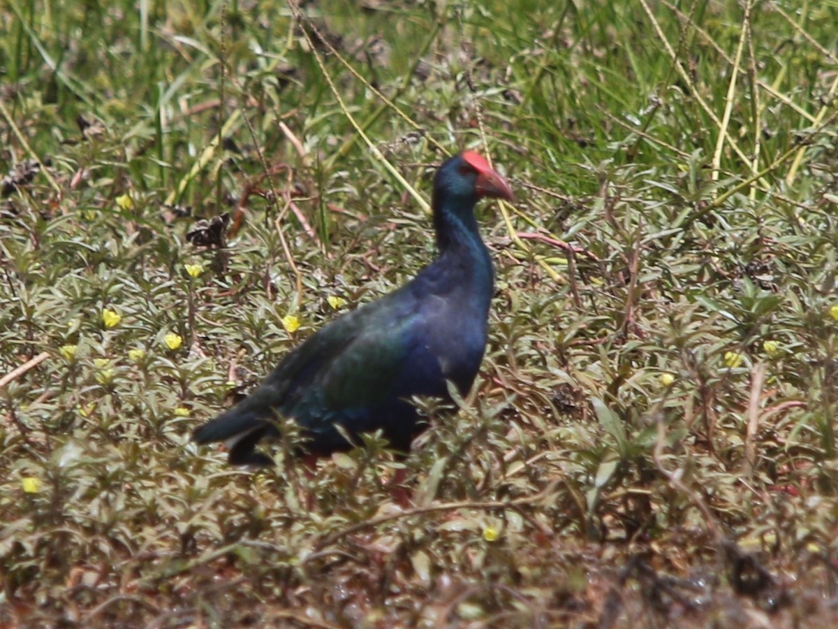 African Swamphen - ML144426231