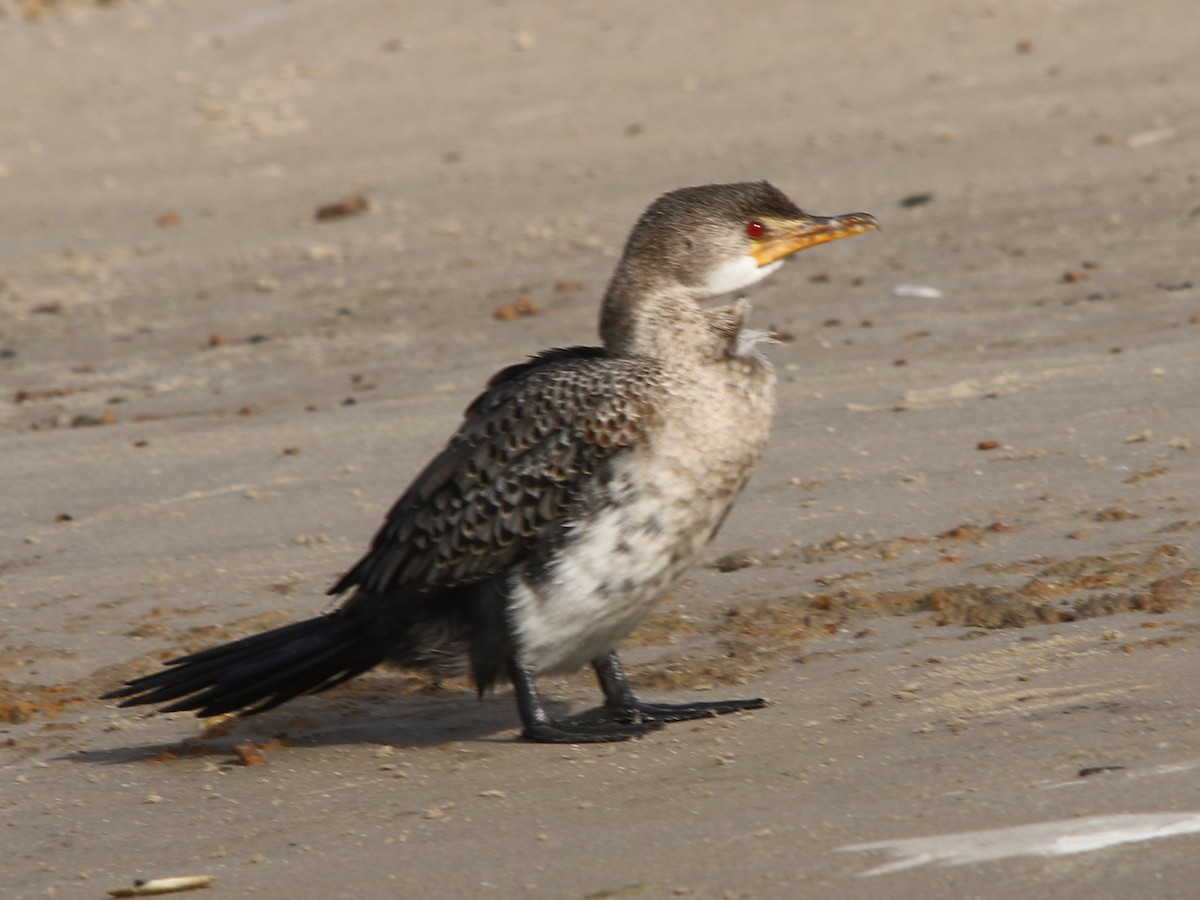 Long-tailed Cormorant - ML144426291