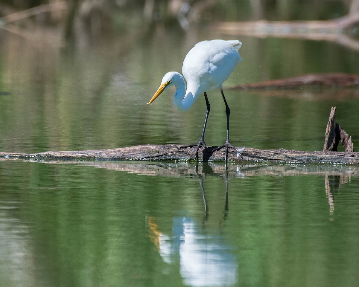 Great Egret - ML144426451