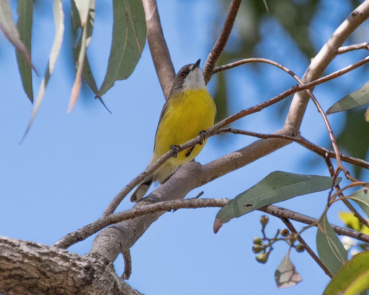 White-throated Gerygone - ML144426461