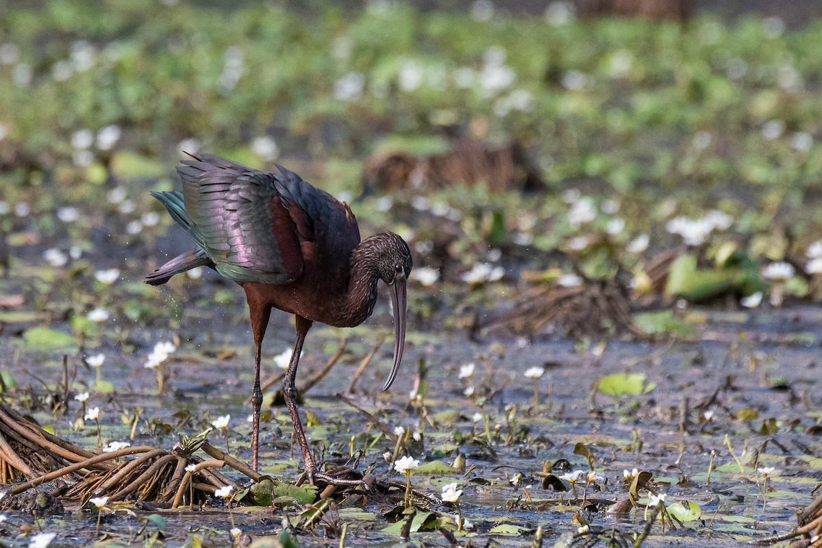 Glossy Ibis - ML144426491