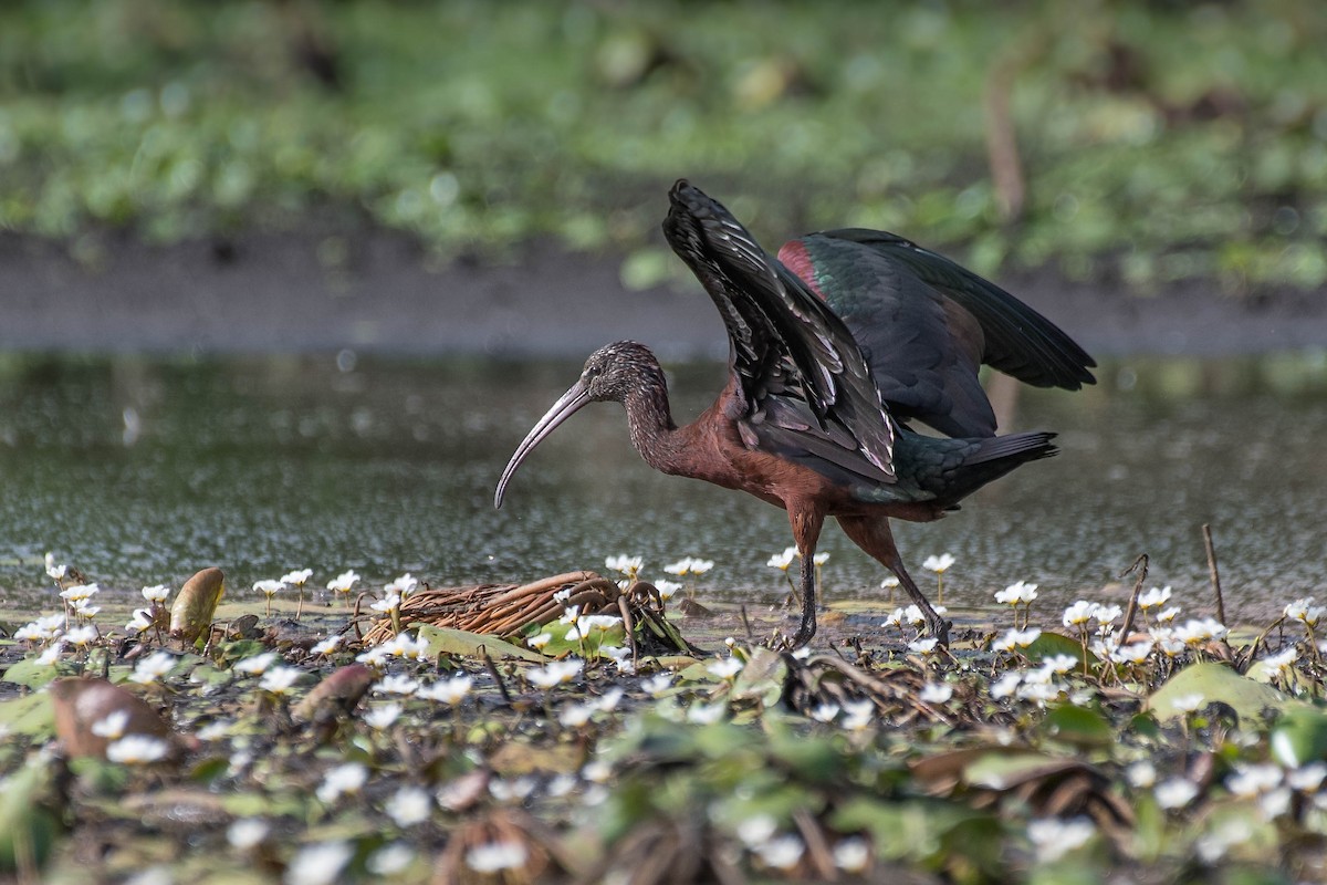 ibis hnědý - ML144426511