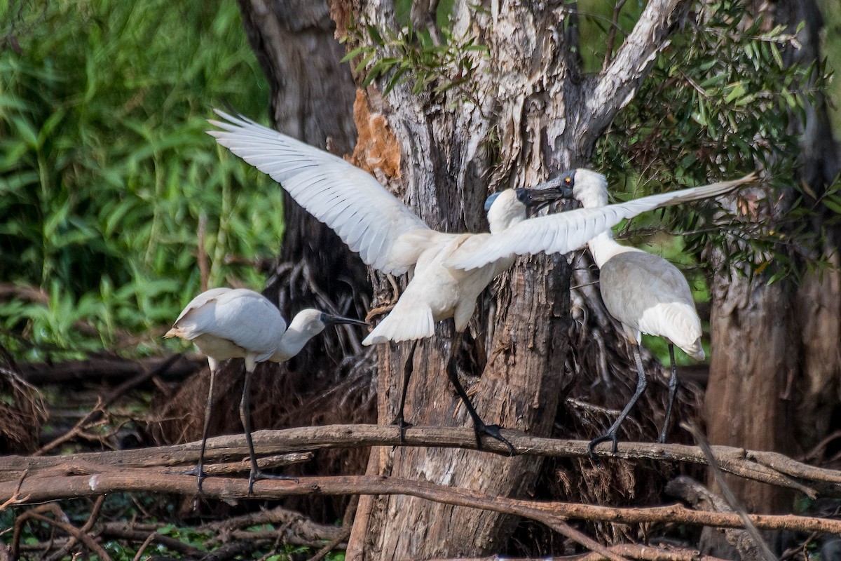 Royal Spoonbill - ML144426541