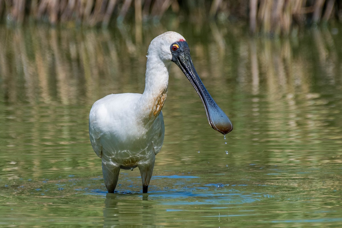 Royal Spoonbill - ML144426571