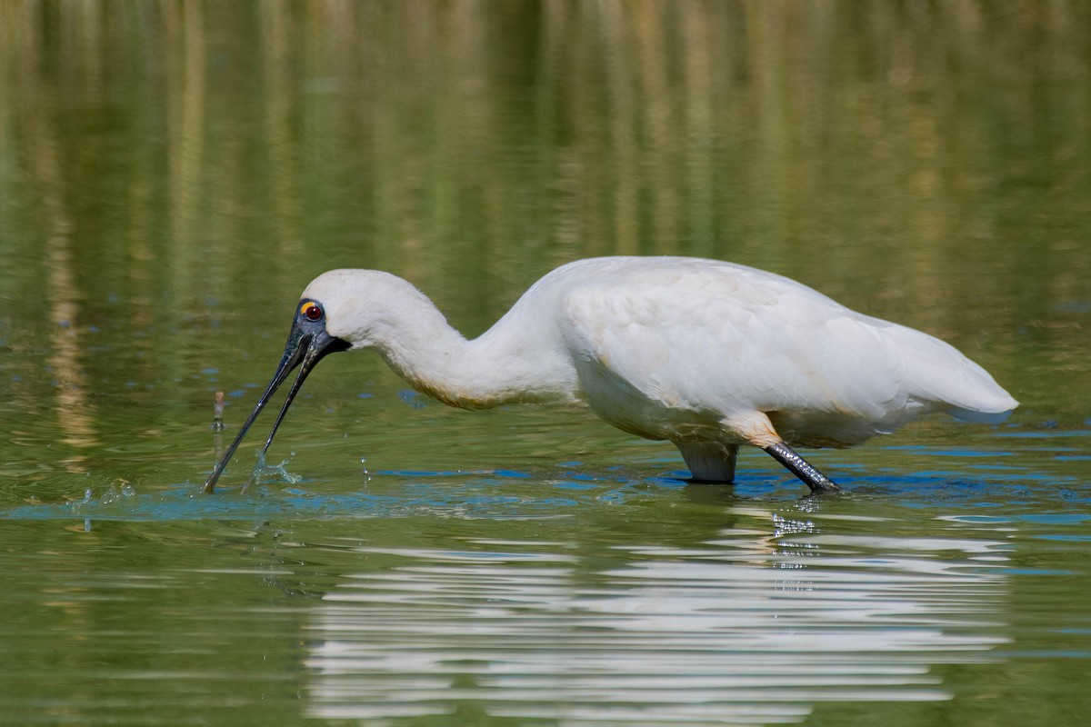 Royal Spoonbill - ML144426631